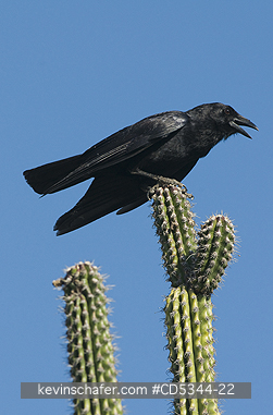 CROWS, PALM: Hispaniolan Palm Crow (Corvus palmarum) Isla Cabritos, Lago Enriquillo National Park, Dominican Republic, Feeding on Cactus fruit