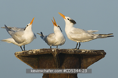 TERNS: Royal Tern (Sterna maxima) roosting on abandoned dock, Haitises National Park, Dominican Republic