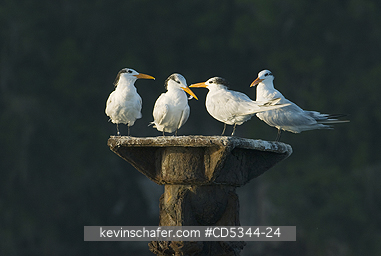 TERNS: Royal Tern (Sterna maxima) roosting on abandoned dock, Haitises National Park, Dominican Republic