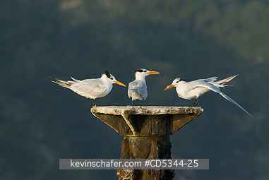 TERNS: Royal Tern (Sterna maxima) roosting on abandoned dock, Haitises National Park, Dominican Republic