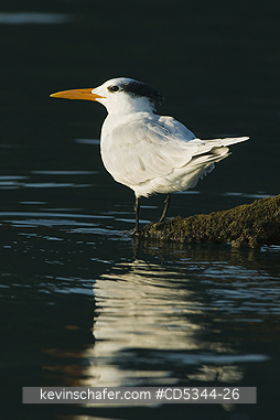 TERNS: Royal Tern (Sterna maxima) roosting on abandoned dock, Haitises National Park, Dominican Republic
