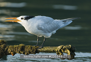 TERNS: Royal Tern (Sterna maxima) roosting on abandoned dock, Haitises National Park, Dominican Republic
