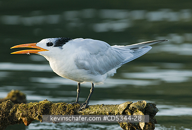 TERNS: Royal Tern (Sterna maxima) roosting on abandoned dock, Haitises National Park, Dominican Republic