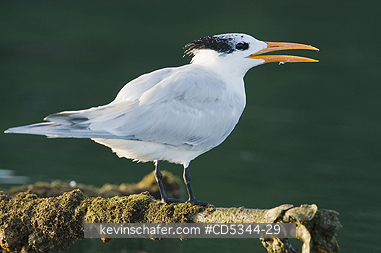TERNS: Royal Tern (Sterna maxima) roosting on abandoned dock, Haitises National Park, Dominican Republic