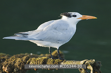 TERNS: Royal Tern (Sterna maxima) roosting on abandoned dock, Haitises National Park, Dominican Republic
