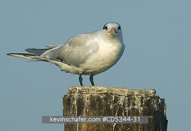 TERNS: Royal Tern (Sterna maxima) roosting on abandoned dock, Haitises National Park, Dominican Republic