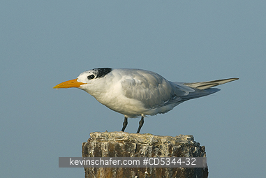 TERNS: Royal Tern (Sterna maxima) roosting on abandoned dock, Haitises National Park, Dominican Republic