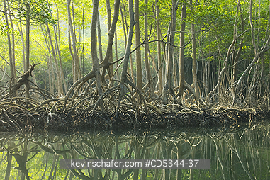 RED MANGROVES: Red Mangrove forest (Rhizophora mangle)  Los Haitises National Park, Dominican Republic