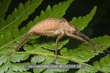 KATYDID: Unknown Katydid, Sierra de Baoruco, Dominican Republic