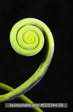 VINES: Coiled vine, Sierra de Bauruco, Dominican Republic
