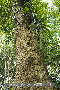 GREEN EBONY TREES: Green Ebony tree, or Ebano Verde (Magnolia hammeri) Rare endemic, Dominican Republic