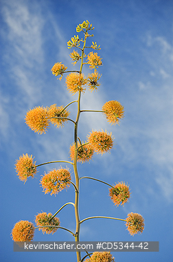 FLOWER, MAGUEY: Maguey flowers (Agave brevispina) Wild, North slope of Sierra de Bauruco, Dominican Republic
