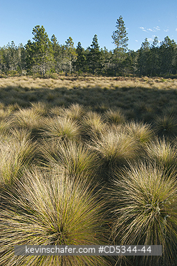 DOMINICAN REPUBLIC: Pajon Grass (Danthonia domingensis) adapted to open areas in highland Pine forest, Valle Nuevo National Park, Cordillera Central, Dominican Republic