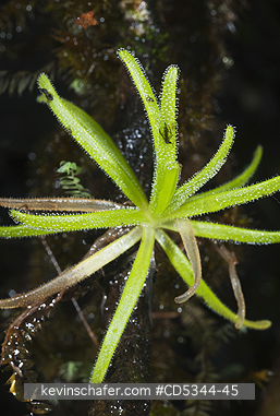 PLANTS, CARNIVOROUS: Endemic Carnivorous Plant (Pinguicula casabitoana), Ebano Verde Reserve, Dominican Republic. ENDANGERED