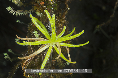 PLANTS, CARNIVOROUS: Endemic Carnivorous Plant (Pinguicula casabitoana), Ebano Verde Reserve, Dominican Republic. ENDANGERED