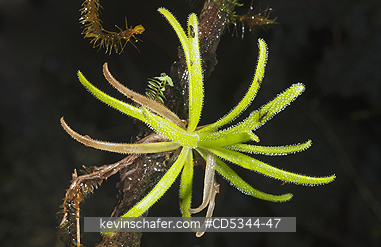 PLANTS, CARNIVOROUS: Endemic Carnivorous Plant (Pinguicula casabitoana), Ebano Verde Reserve, Dominican Republic. ENDANGERED