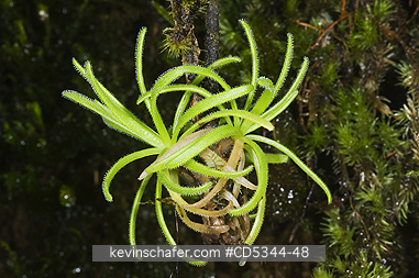 PLANTS, CARNIVOROUS: Endemic Carnivorous Plant (Pinguicula casabitoana), Ebano Verde Reserve, Dominican Republic. ENDANGERED
