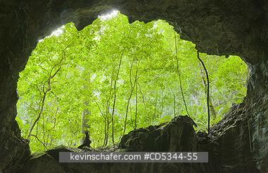 DOMINICAN REPUBLIC: Rainforest through cave ceiling, Los Haitises National Park, Dominican Republic