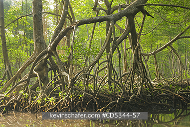 TREES, RED MANGROVE: Red Mangroves (Rhizophora mangle) with stilt roots, Los Haitises National Park, Dominican Republic