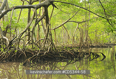 TREES, RED MANGROVE: Red Mangroves (Rhizophora mangle) with stilt roots, Los Haitises National Park, Dominican Republic