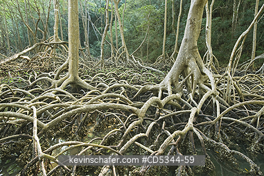 TREES, RED MANGROVE: Red Mangroves (Rhizophora mangle) with stilt roots, Los Haitises National Park, Dominican Republic