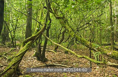 VINE, PLANTS: Vines in lowland rainforest, Los Haitises National Park, Dominican Republic