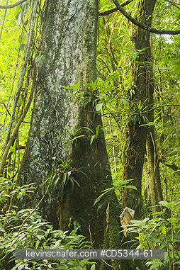 DOMINICAN REPUBLIC: Lowland rainforest, Los Haitises National Park, Dominican Republic