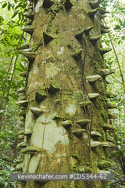 DOMINICAN REPUBLIC: Pino de teta tree (Zanthoxylum monophyllum) spines on trunk, lowland rainforest, Los Haitises National Park, Dominican Republic