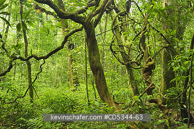 DOMINICAN REPUBLIC: Vines and lowland rainforest, Los Haitises National Park, Dominican Republic
