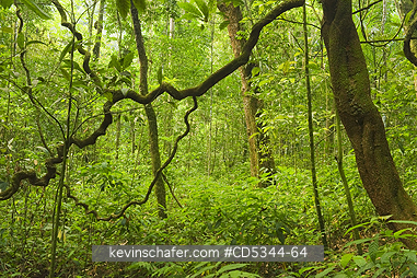 DOMINICAN REPUBLIC: Vines and lowland rainforest, Los Haitises National Park, Dominican Republic