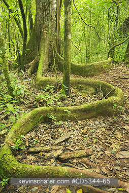 DOMINICAN REPUBLIC: Jobo de Puerco, Yellow Mombin, or Hog Plum (Spondias mombin) Buttressed rainforest tree, Los Haitises National Park, Dominican Republic 