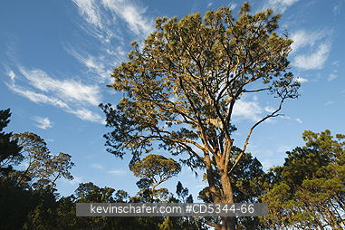 DOMINICAN REPUBLIC: Sunrise on Hispaniolan Pine (Pinus occidentalis)  Cloud Forest, Valle Nuevo National Park, ca. 2200 metres, Cordillera Central, Dominican Republic.