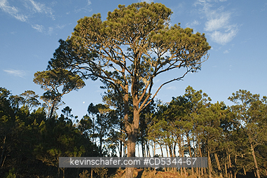 DOMINICAN REPUBLIC: Sunrise on Hispaniolan Pine (Pinus occidentalis)  Cloud Forest, Valle Nuevo National Park, ca. 2200 metres, Cordillera Central, Dominican Republic.