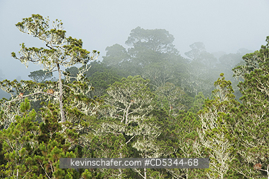 DOMINICAN REPUBLIC: Hispaniolan Pine (Pinus occidentalis)  Cloud Forest, Valle Nuevo National Park, ca. 2200 metres, Cordillera Central, Dominican Republic.