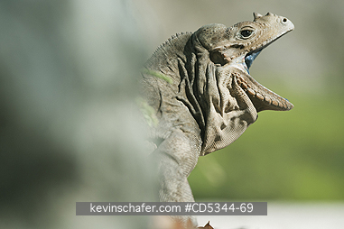 IGUANAS, RHINOCEROS: Rhinoceros Iguana (Cyclura cornuta) Endemic reptile, Lago Enriquillo National Park, Dominican Republic