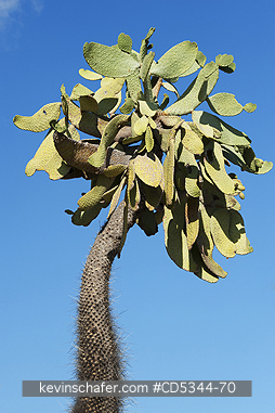 CACTUS: Alpargata or Shoe leather cactus (Consolea moniliformis) Lago Enriquillo National Park, Dominican Republic