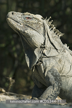 IGUANAS, GROUND: Ricordis or Hispaniolan Ground Iguana, (Cyclura ricordii), Critically Endangered, Lago Enriquillo National Park, Dominican Republic