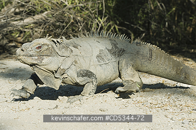 IGUANAS, GROUND: Ricordis or Hispaniolan Ground Iguana, (Cyclura ricordii), Critically Endangered, Lago Enriquillo National Park, Dominican Republic