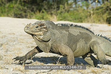 IGUANAS, GROUND: Rhinoceros iguanas (Cyclura cornuta)  Endangered, Lago Enriquillo National Park, Dominican Republic