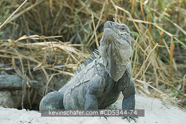 IGUANAS, GROUND: Ricordis or Hispaniolan Ground Iguana, (Cyclura ricordii), Critically Endangered, Lago Enriquillo National Park, Dominican Republic