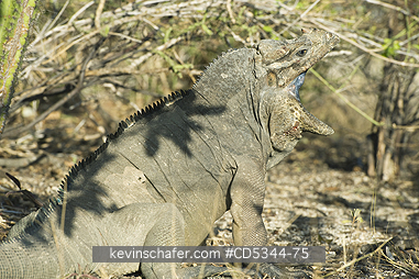 IGUANAS, RHINOCEROS: Rhinoceros Iguana (Cyclura cornuta) Endemic reptile, Lago Enriquillo National Park, Dominican Republic