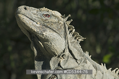 IGUANAS, GROUND: Ricordis or Hispaniolan Ground Iguana, (Cyclura ricordii), Critically Endangered, Lago Enriquillo National Park, Dominican Republic
