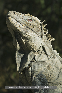 IGUANAS, GROUND: Ricordis or Hispaniolan Ground Iguana, (Cyclura ricordii), Critically Endangered, Lago Enriquillo National Park, Dominican Republic