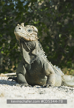 IGUANAS, GROUND: Rhinoceros iguanas (Cyclura cornuta) , Endangered, Lago Enriquillo National Park, Dominican Republic