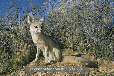 KIT FOX: San Joaquin Kit Fox (Vulpes macrotis mutica) WILD, Carrizo Plain National Monument, California ENDANGERED
