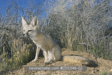 KIT FOX: San Joaquin Kit Fox (Vulpes macrotis mutica) WILD, Carrizo Plain National Monument, California ENDANGERED