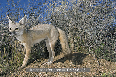 KIT FOX: San Joaquin Kit Fox (Vulpes macrotis mutica) WILD, Carrizo Plain National Monument, California ENDANGERED