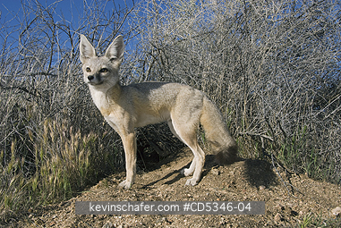 KIT FOX: San Joaquin Kit Fox (Vulpes macrotis mutica) WILD, Carrizo Plain National Monument, California ENDANGERED
