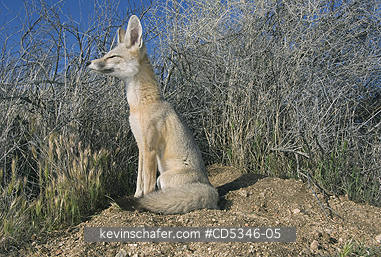 KIT FOX: San Joaquin Kit Fox (Vulpes macrotis mutica) WILD, Carrizo Plain National Monument, California ENDANGERED