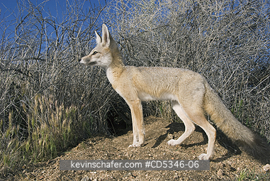 KIT FOX: San Joaquin Kit Fox (Vulpes macrotis mutica) WILD, Carrizo Plain National Monument, California ENDANGERED